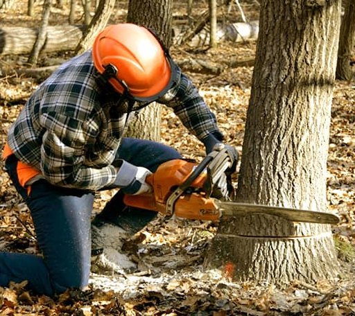 Tree Removal in Stockton, UT